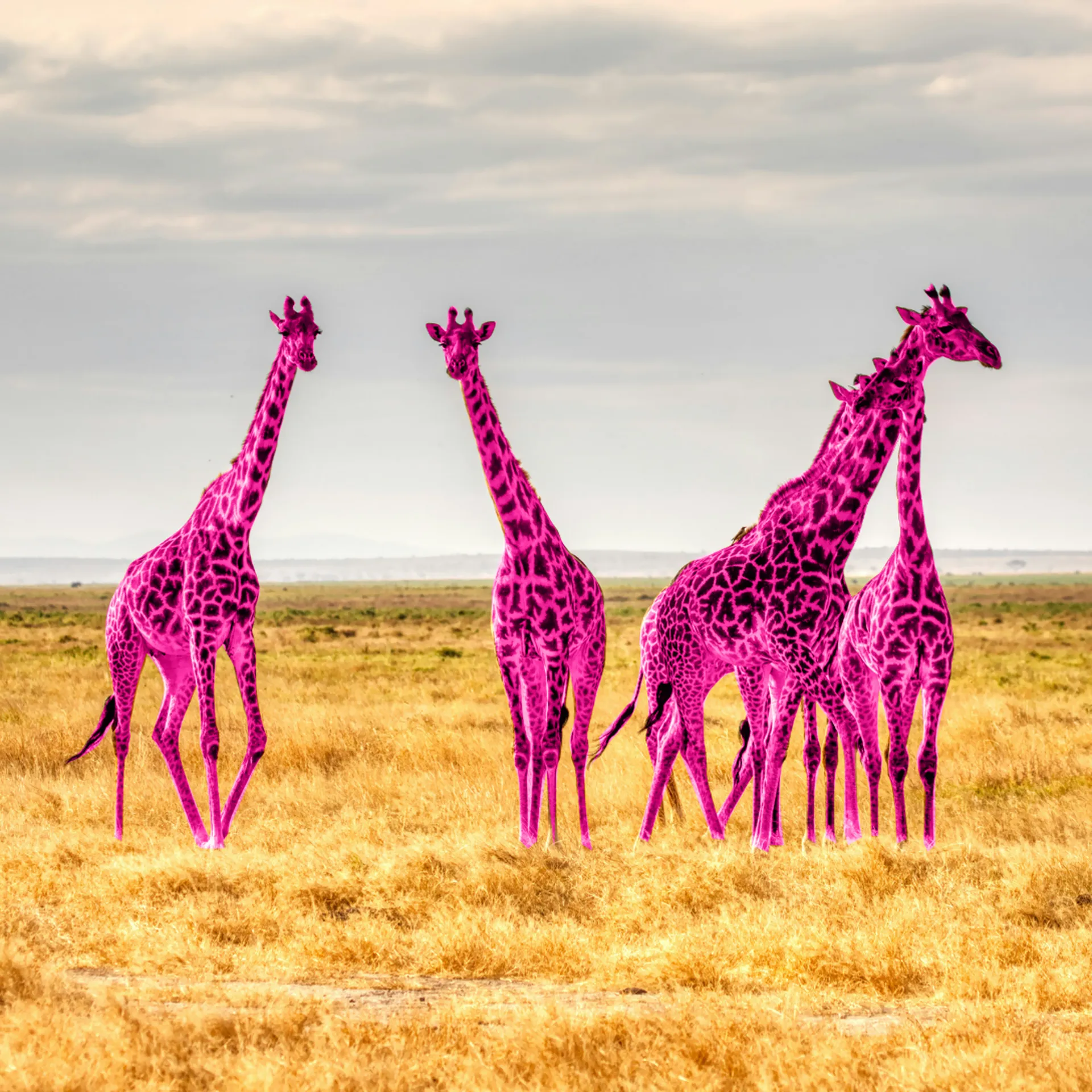 Africa e Medio oriente