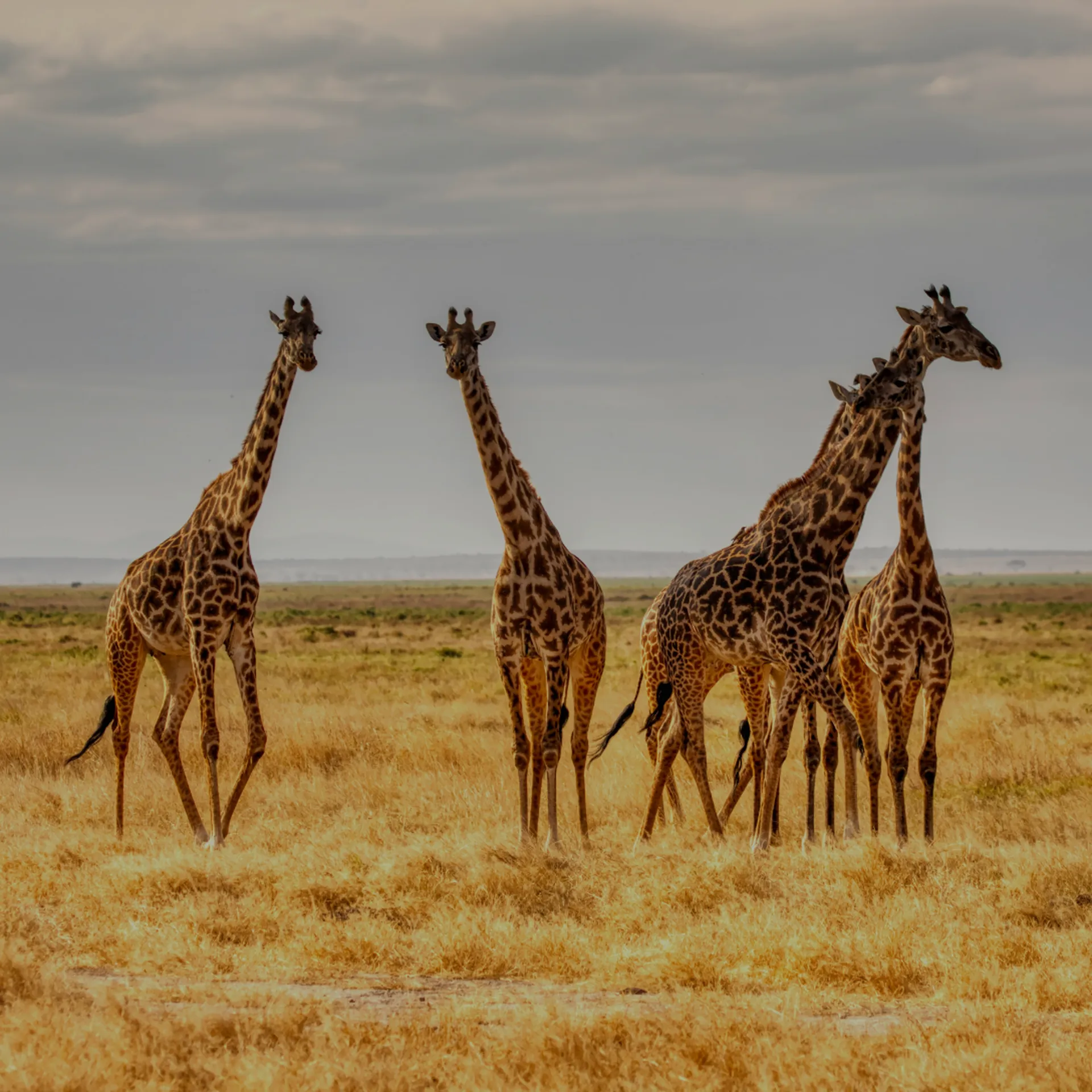 Africa e Medio oriente Hover